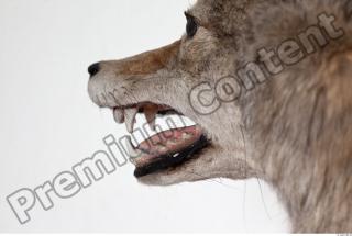 Wolf head photo reference 0009